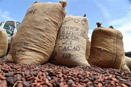 Picture for category COCOA BEANS